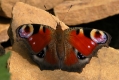 Tagpfauenauge