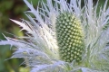 Blüte