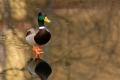 Ente