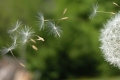 Pusteblume in Aktion