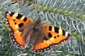 Schmetterling