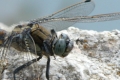 Libelle