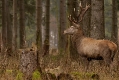 Hirsch