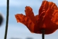 Großstadtmohn