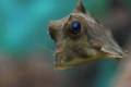 Kofferfisch I