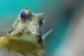 Kofferfisch IV