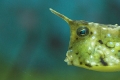 Kofferfisch III