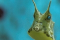 Kofferfisch II