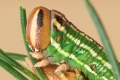 Raupe