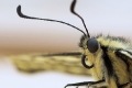 Papilio machaon