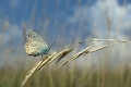 Sommer Pano III