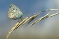 Sommer Pano II