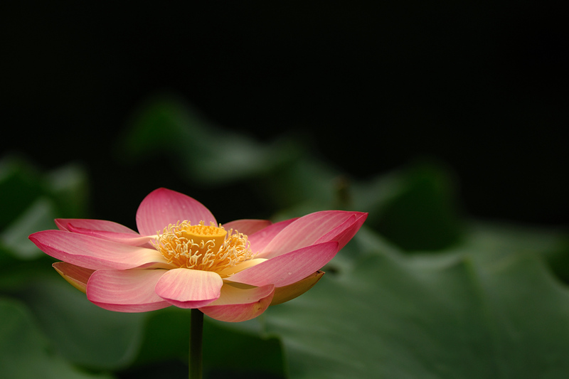 Lotusblüte II