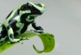 Frosch II
