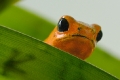 Frosch III