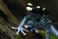 Frosch I
