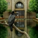 Kormoran