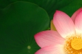 Lotusblüte I