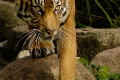 Sibirischer Tiger