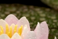 nymphaea
