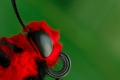 Passionsblumenfalter