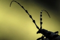 Alpenbock Silhouette