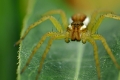 Listspinne