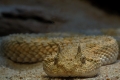 Sandviper II