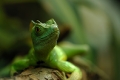 Strinlappenbasilisk