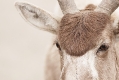 Mendes Antilope I