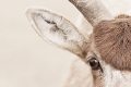 Mendes Antilope II