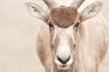 Mendes Antilope III