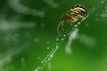 Spinnennetz