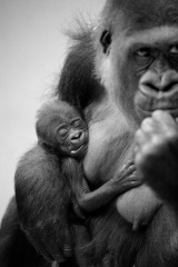 Gorillajunges mit Mutter