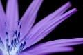 Licht