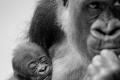 Gorillajunges mit Mutter