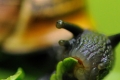 Schnecke