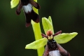 fliegen_ragwurz_1