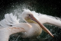 pelikan-wasser