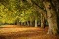 platanen_10