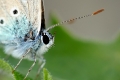 silbergruener_blaeuling_3