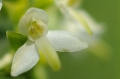 Weisse Waldhyazinthe