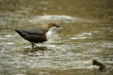 Wasseramsel mit Köcherfliegenlarve