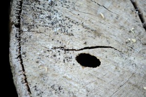 alpenbock_loch <<< klick >>>