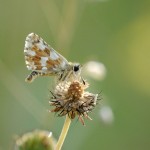 Roter Würfel-Dickkopffalter im Profil