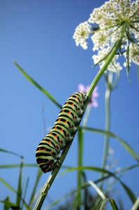 Erwachsene Raupe an Stengel