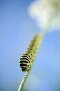 Erwachsene Raupe "stylisch"