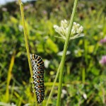 Raupe mittleren Alters