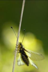 libelloides coccajous im Gegenlicht