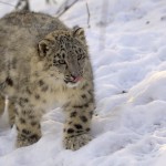 Schneeleopard beim anschleichen